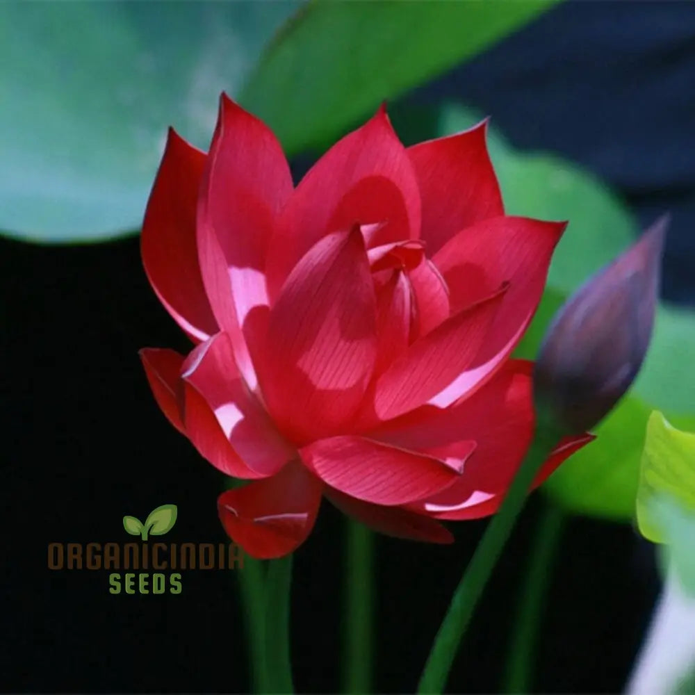 Lotus Flower Seeds for Planting, Elevate Your Gardening Experience with Stunning, Resilient Blooms