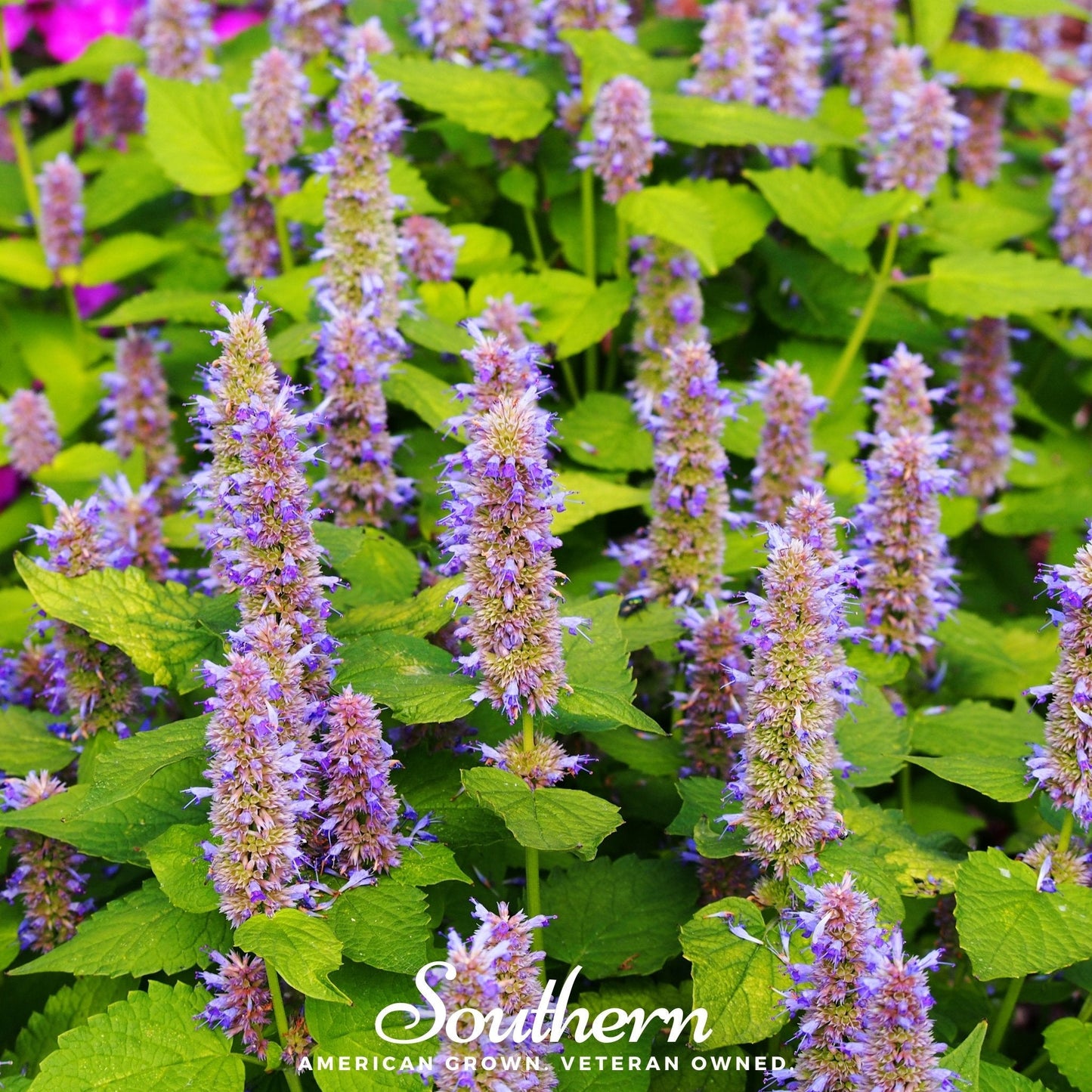 Anise Hyssop – 200 Seeds