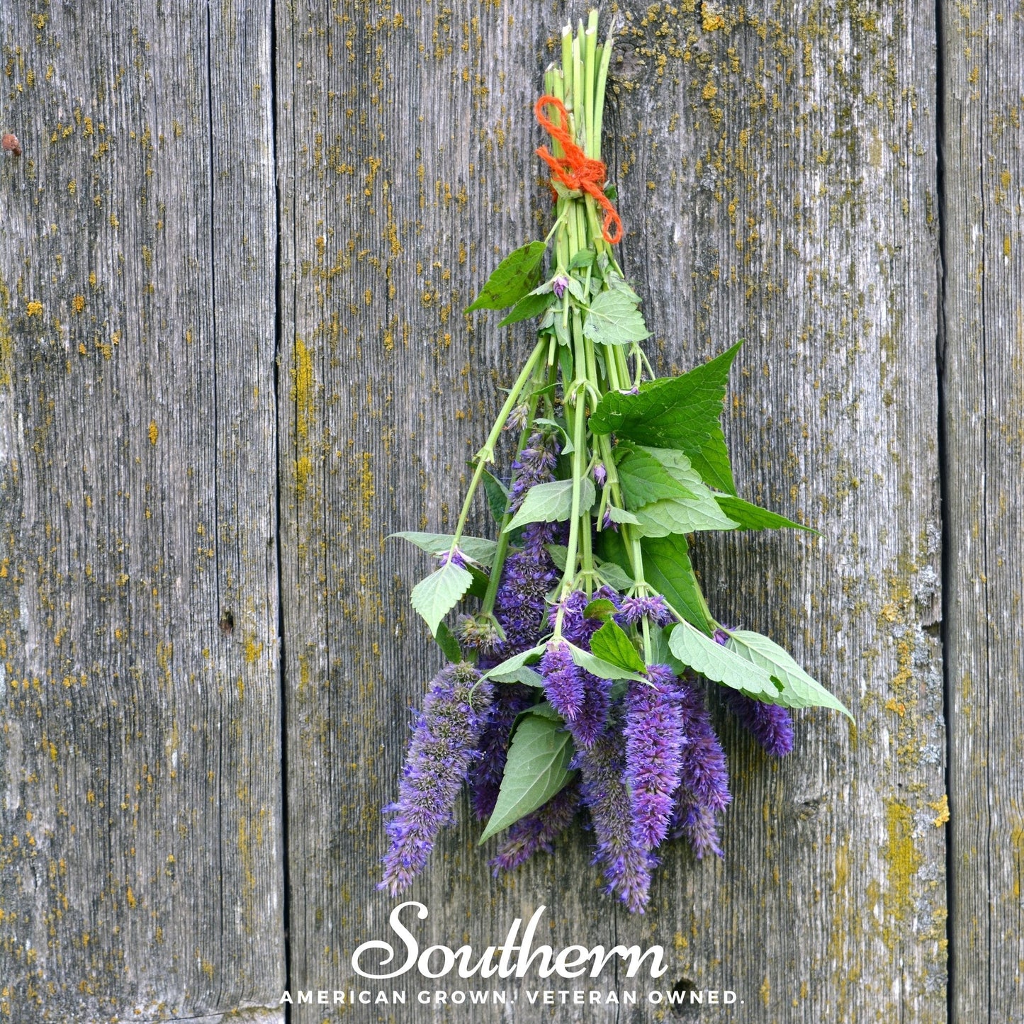 Anise Hyssop – 200 Seeds