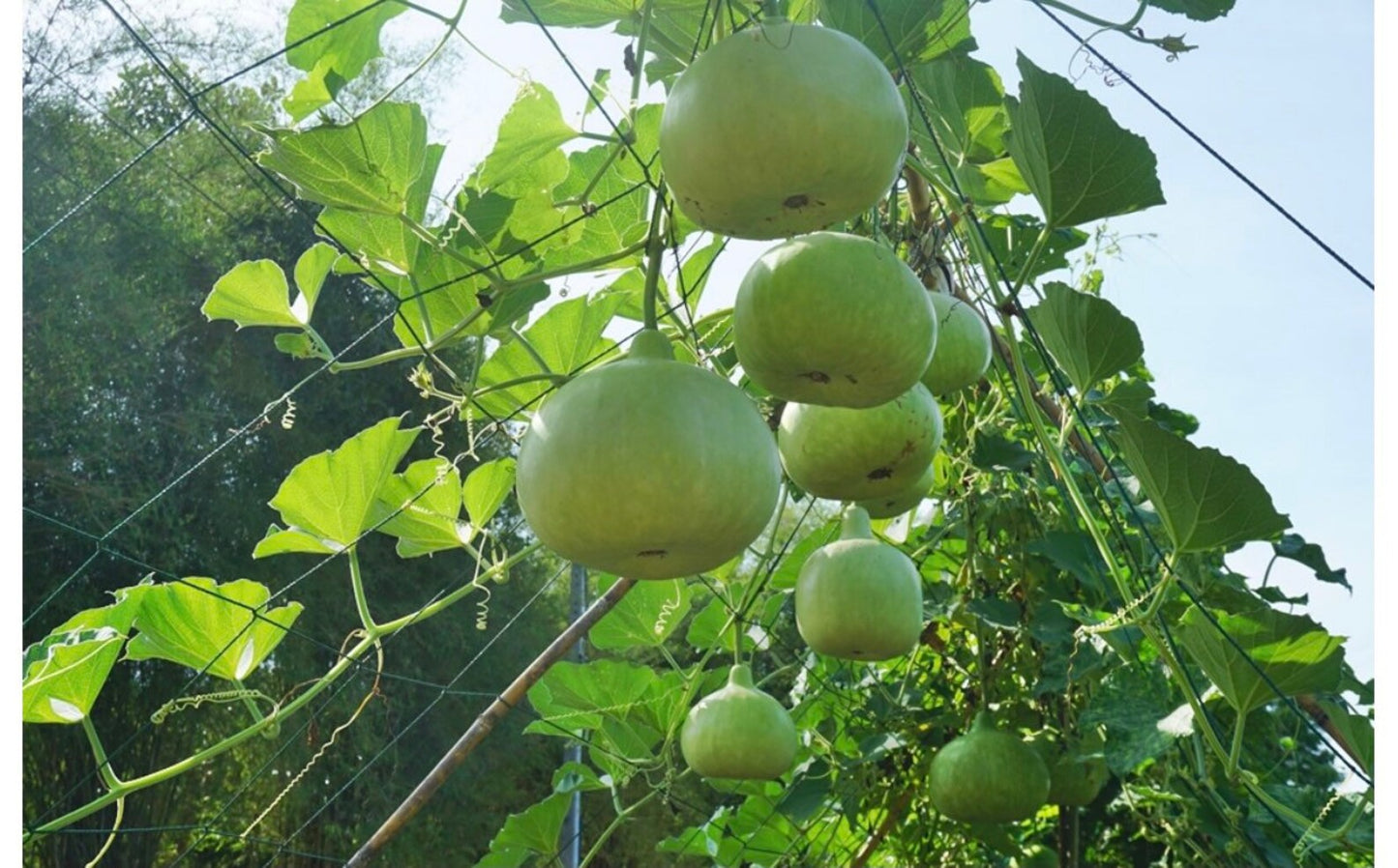 Round Bottle Gourd Vegetable Seeds for Planting – Heirloom, Non-GMO Vegetable Seeds for Home Garden & Organic Farming