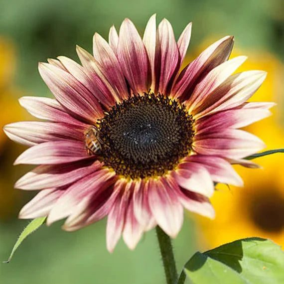 Strawberry Blonde Sunflower Seeds – Unique Rose-Tinted Blooms for Gardens