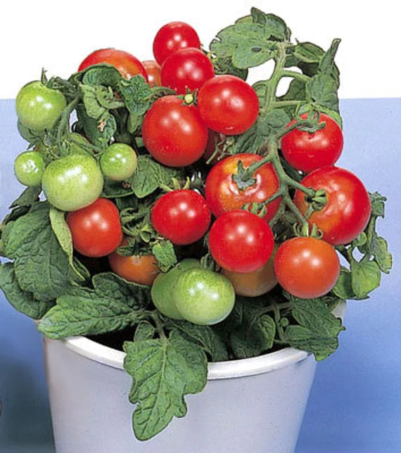 Dwarf Red Robin Tomato Seeds for Planting – Heirloom, Non-GMO, High Germination Organic Vegetable Seeds