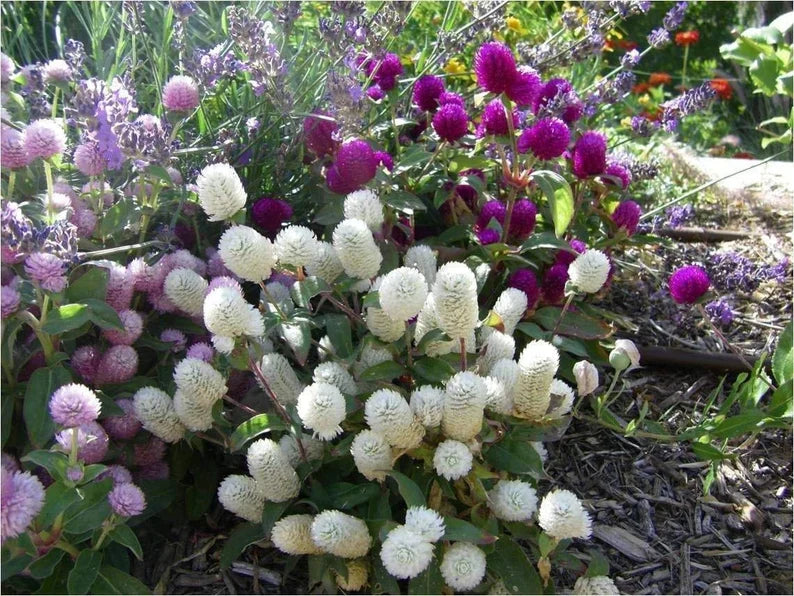 Gomphrena Flower Seeds for Planting – Heirloom & Non-GMO Globe Amaranth, Drought-Tolerant Blooms