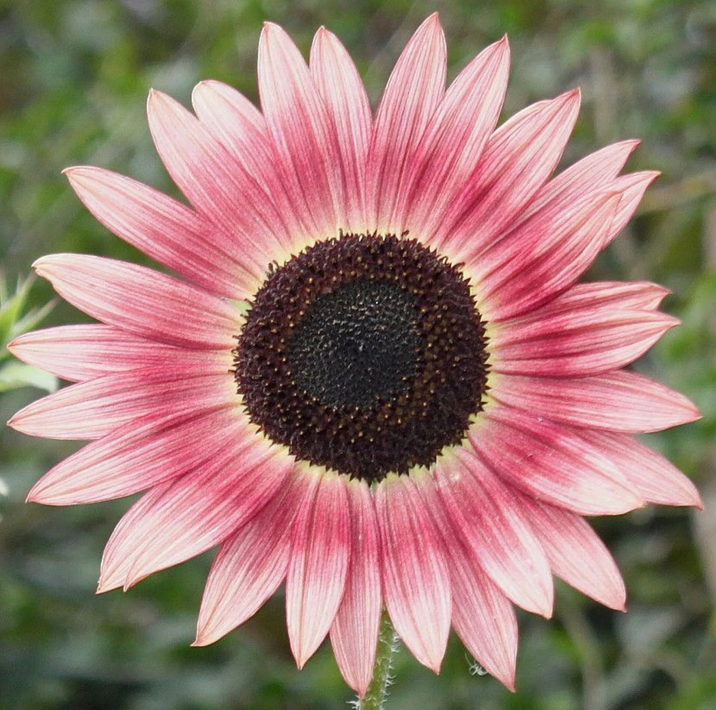 Pink Sunflower Seeds – Unique Soft Pink Blooms for Gardens & Cut Flowers