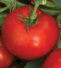 Heirloom Square Round Tomato (Winter Variety) Seeds for Planting – Non-GMO, High-Yield Vegetable Seeds for Home Garden & Containers