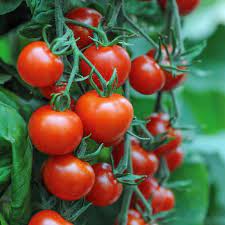 Sour-Type Tomato (Winter Variety) Vegetable Seeds for Planting – High-Acid Variety for Pickling and Cooking