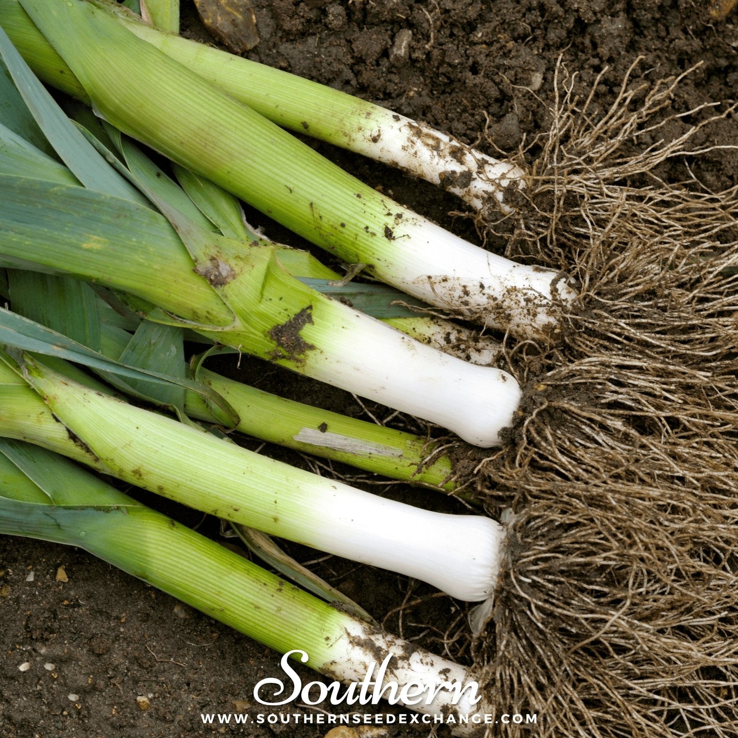 American Flag Leek – 200 Seeds