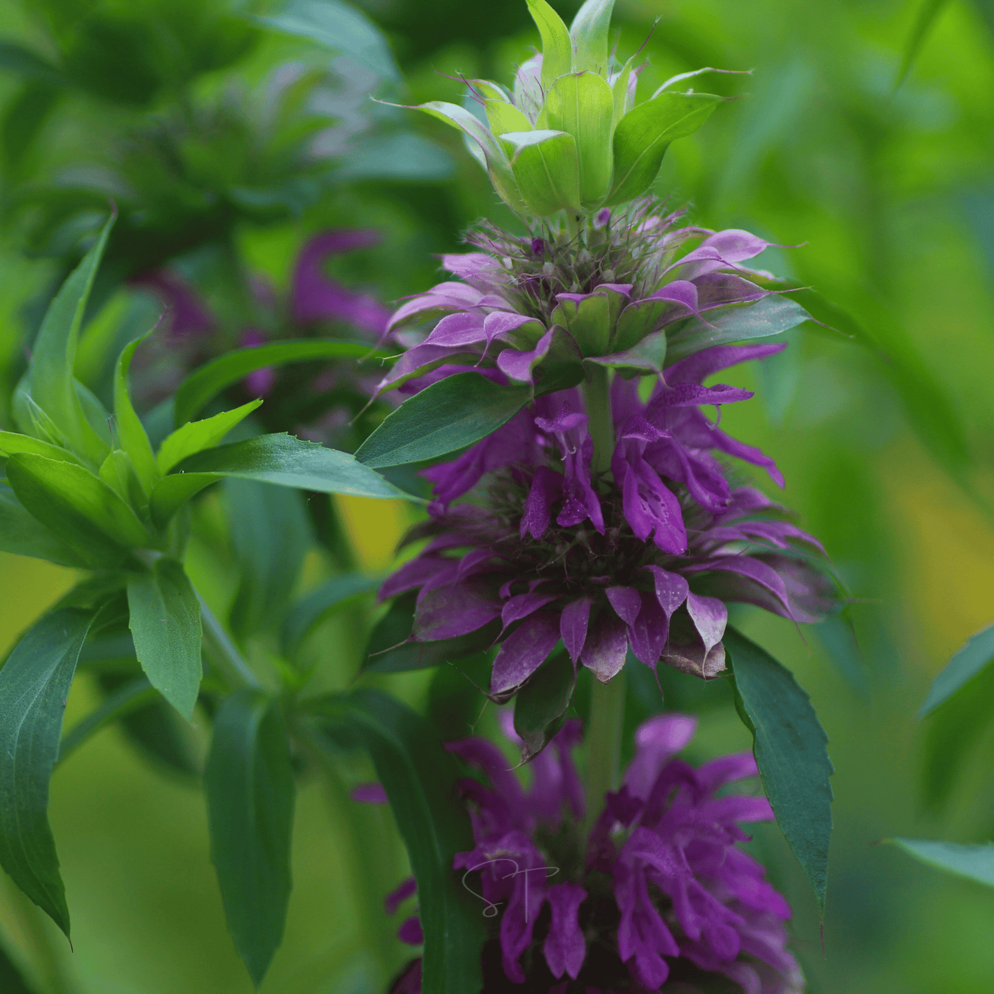 Lemon Bee Balm (Lemon Mint) – 100 Seeds