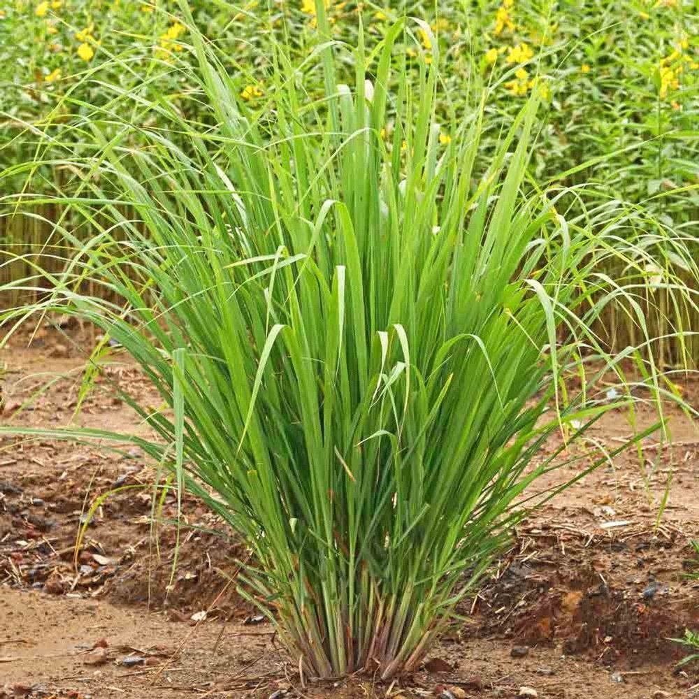 East Indian Lemongrass Seeds for Planting – Heirloom & Non-GMO Aromatic Herb for Teas, Cooking & Medicinal Gardens