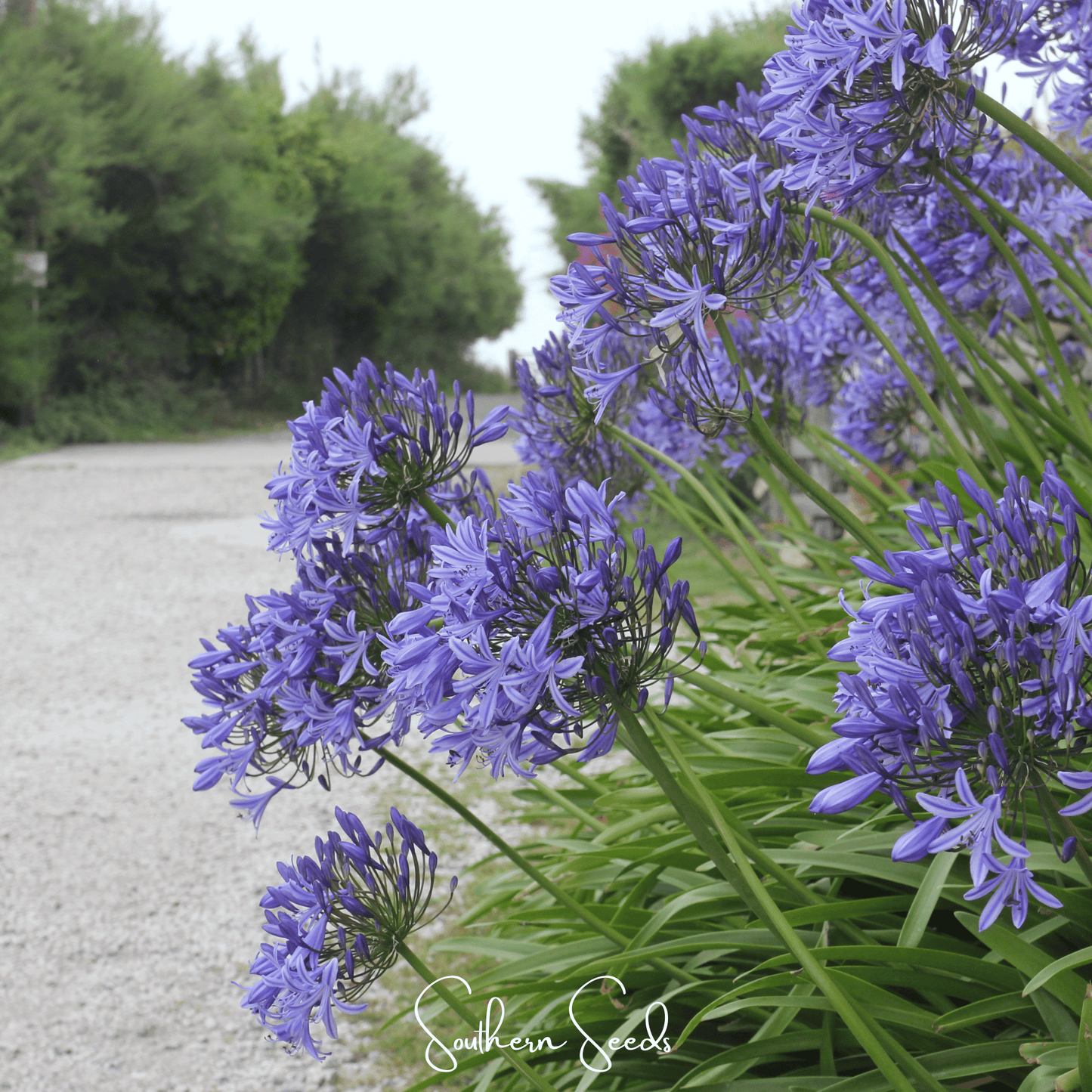 African Lily – 25 Seeds