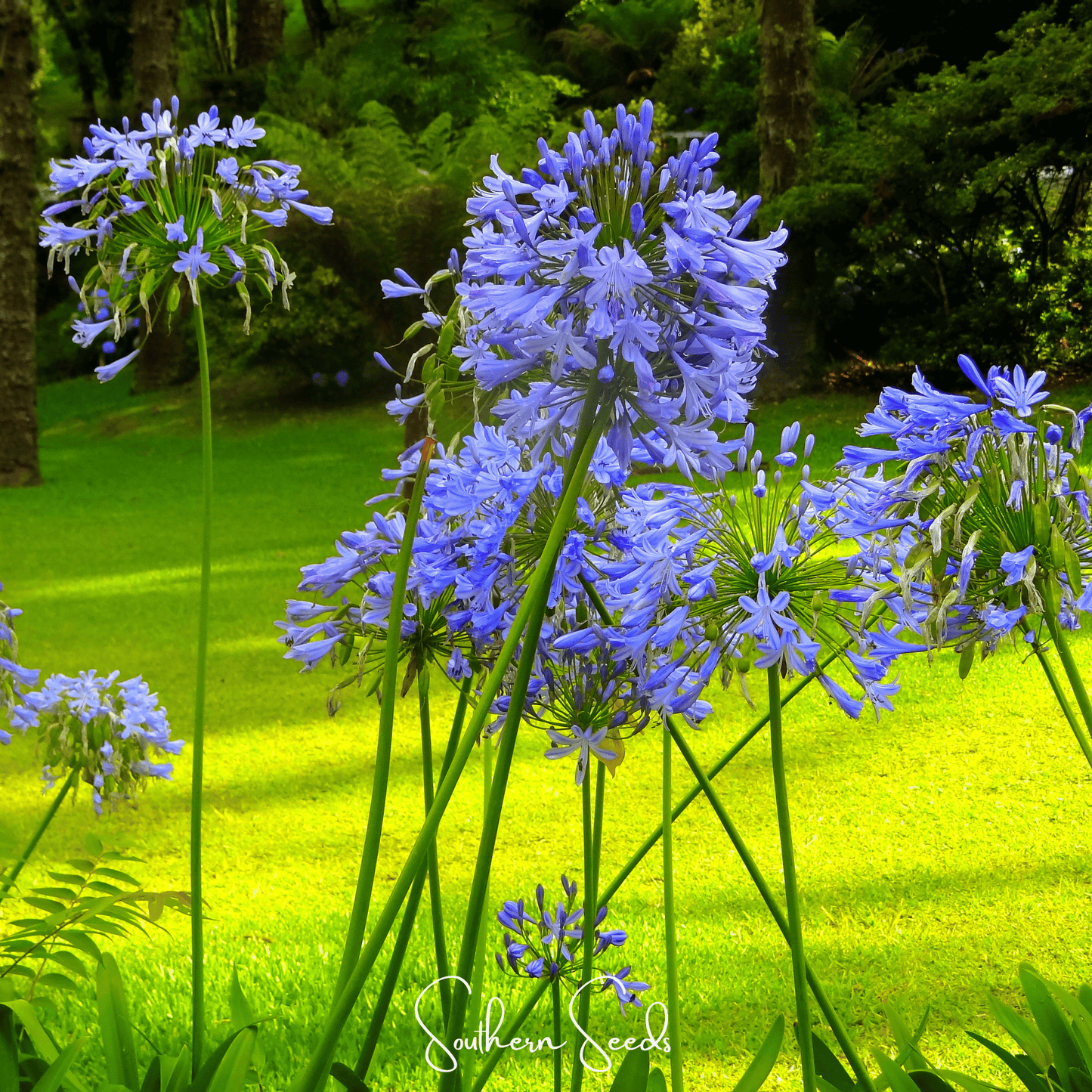 African Lily – 25 Seeds