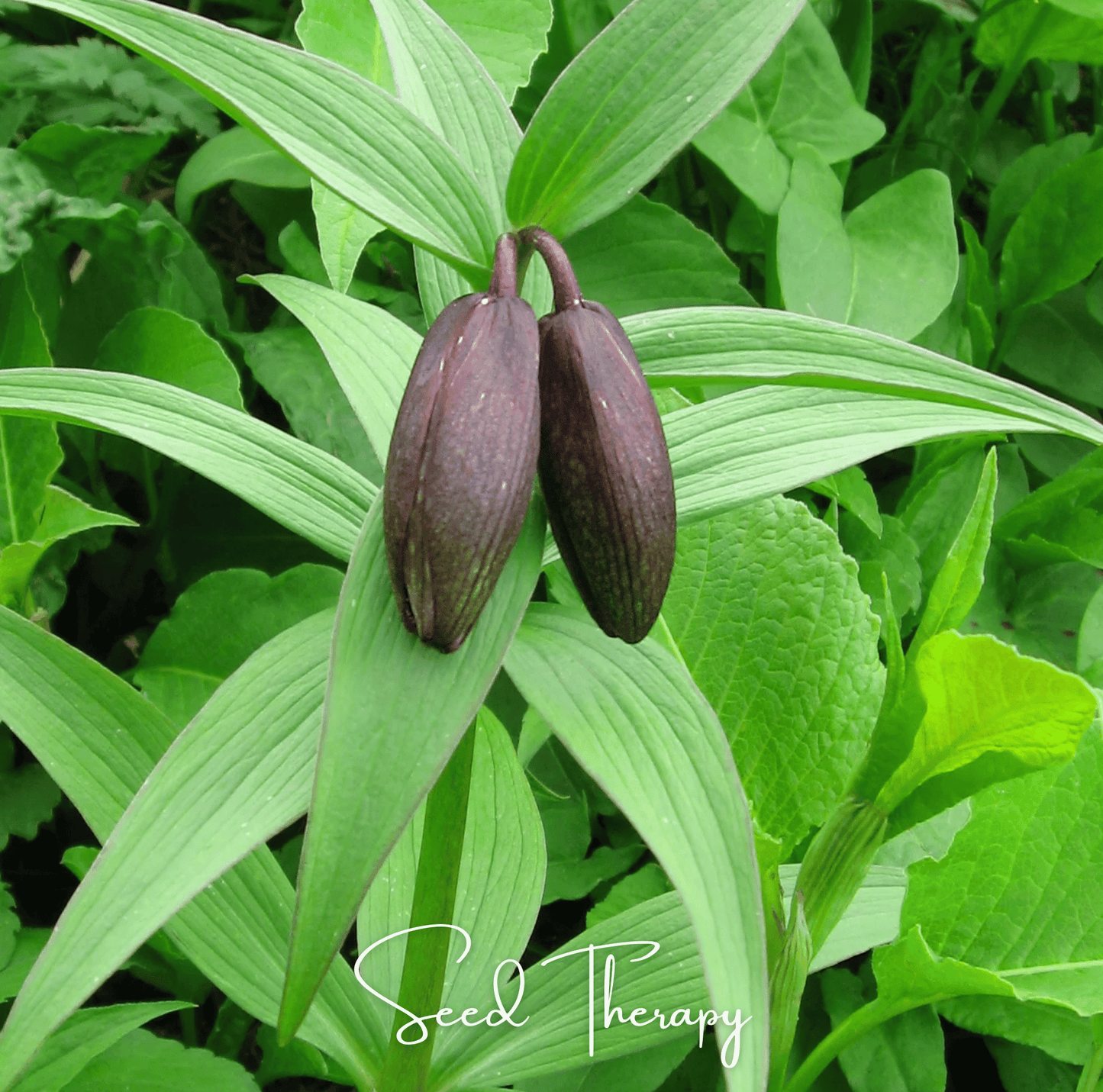 Chocolate Lily – 10 Seeds