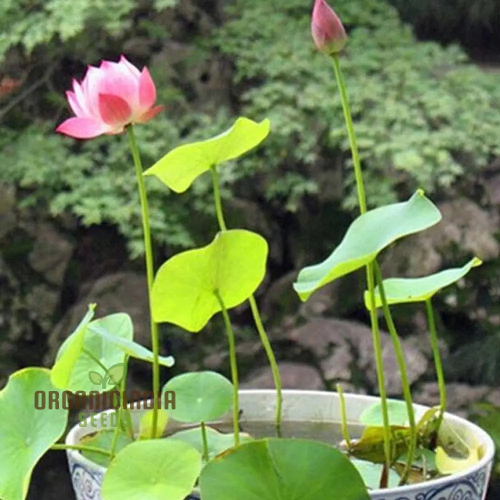 Nelumbo Nucifera Lotus Pink, Water Plant, Fresh Seeds for Gardening Enthusiasts Premium Quality Organic Seeds