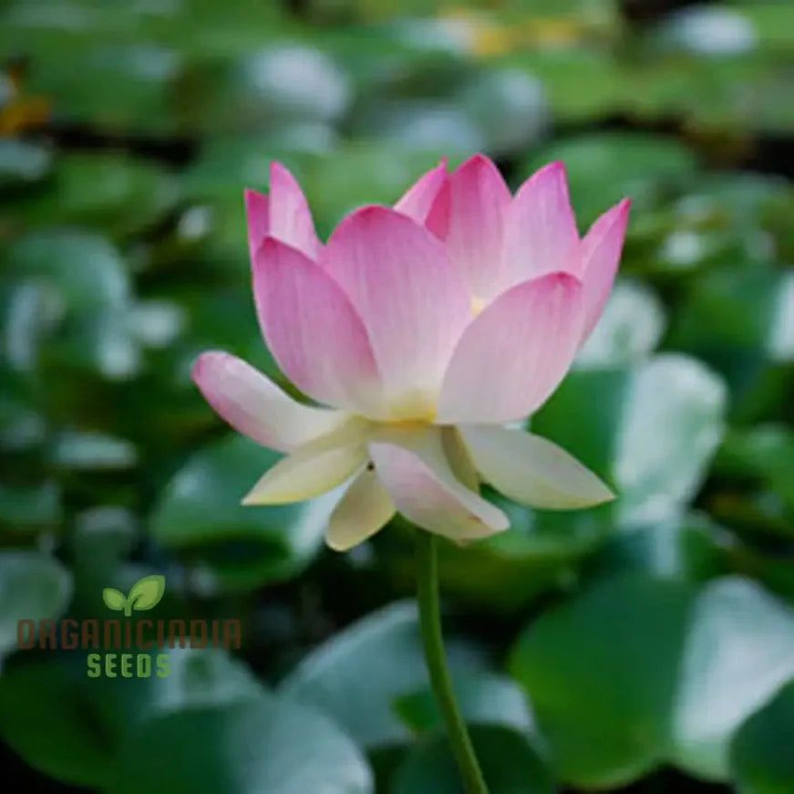 Nelumbo Nucifera Lotus Pink, Water Plant, Fresh Seeds for Gardening Enthusiasts Premium Quality Organic Seeds