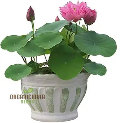 Lotus Mix Flower Seeds All Mix Colors Bring Positive Vibrations to Your Garden with Vaastu Shastra Guidance