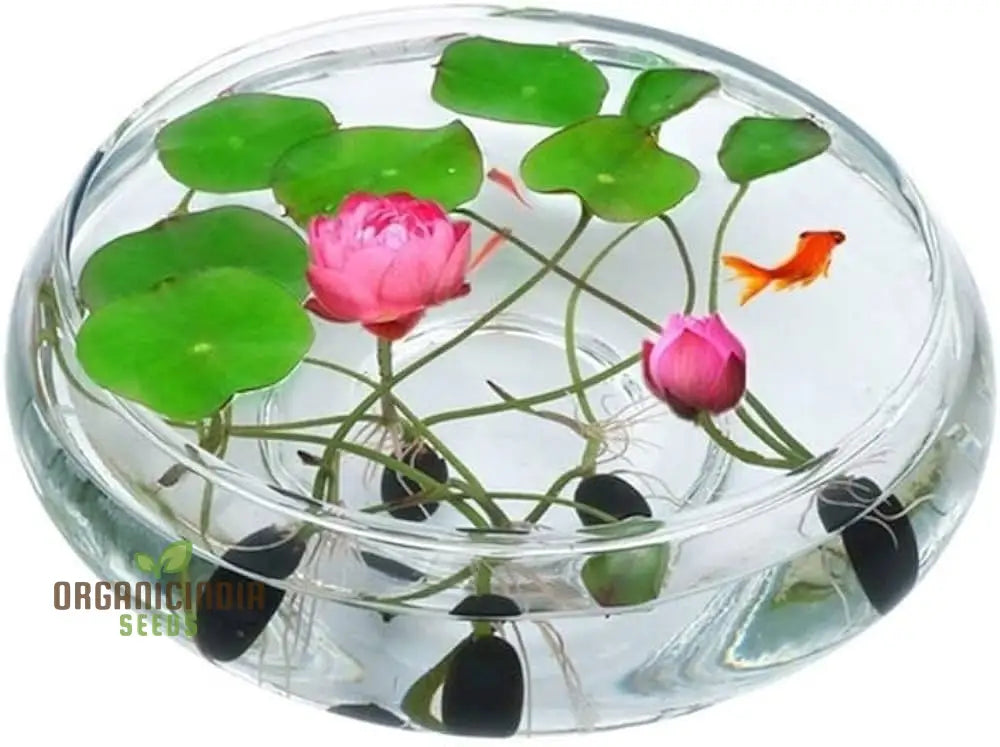 Lotus Mix Flower Seeds All Mix Colors Bring Positive Vibrations to Your Garden with Vaastu Shastra Guidance