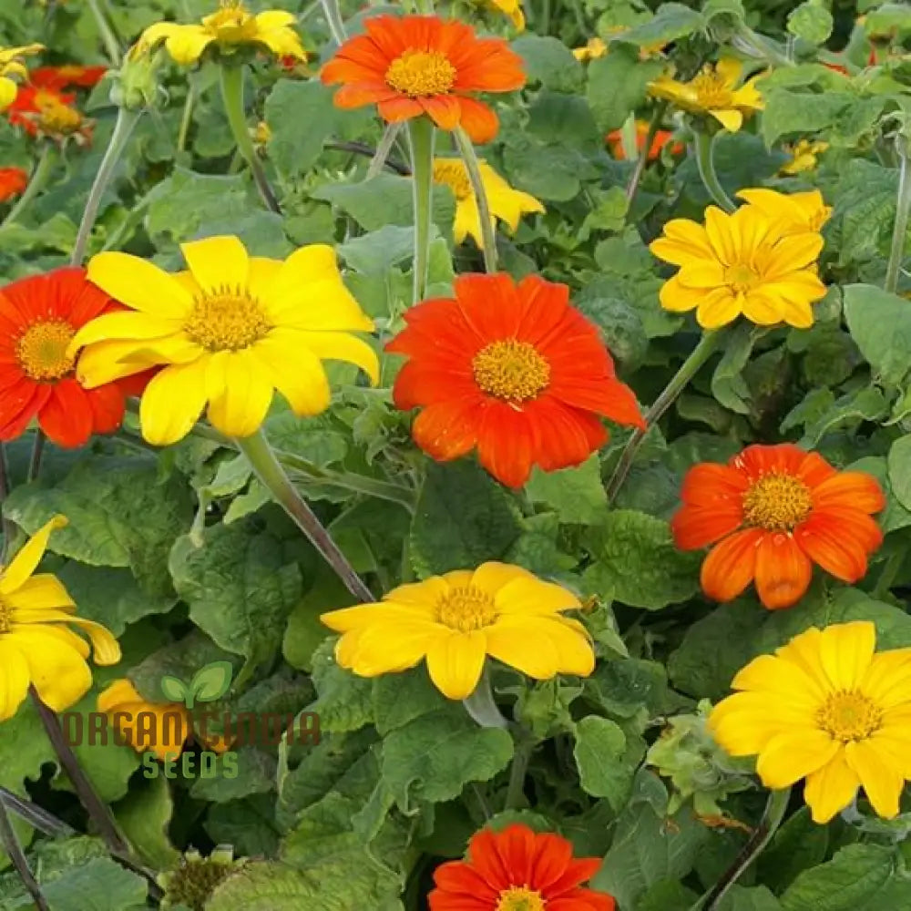 Mexican Sunflower Seeds - Mix, A Vibrant Collection of Colorful Sunflowers for Your Garden