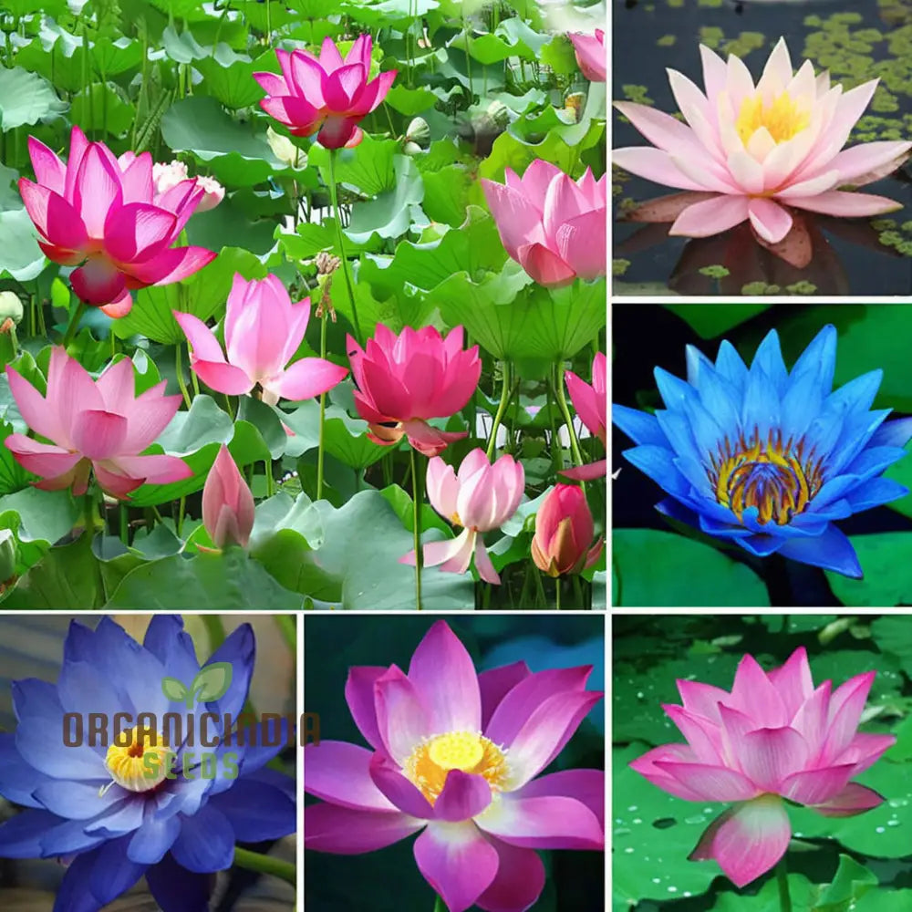 Mixed Bowl Lotus Seeds for Planting,Gardening Enthusiasts