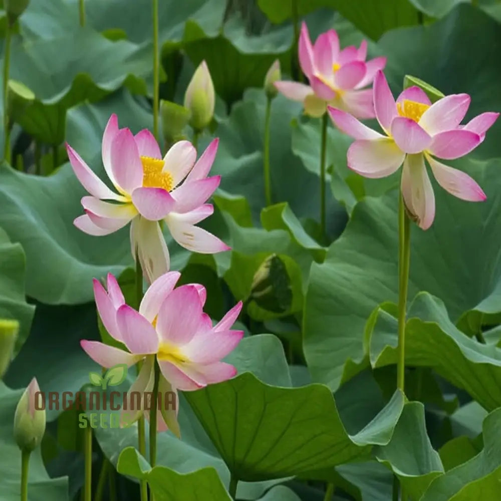 Nelumbo Nucifera, Lotus (Mixed Colors) Seeds Grow Your Own Stunning and Varied Lotus Flowers