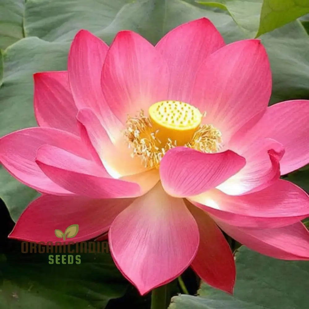 Nelumbo Nucifera, Lotus (Mixed Colors) Seeds Grow Your Own Stunning and Varied Lotus Flowers