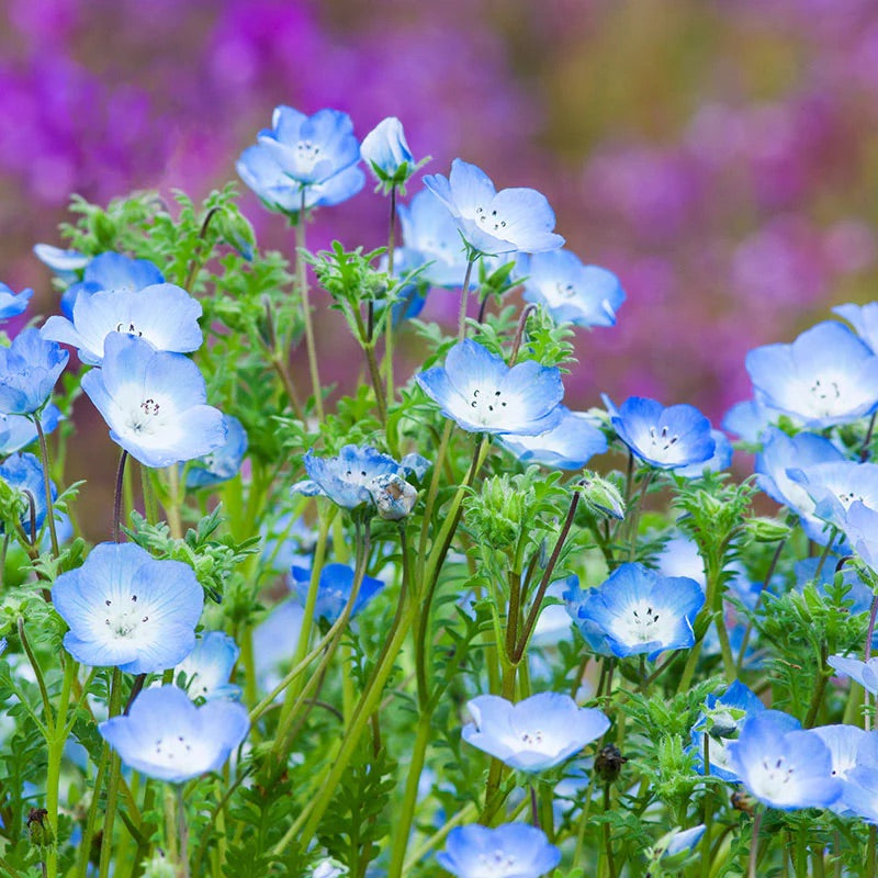 Nemophila menziesii (Baby Blue Eyes) Flower Seeds for Planting – Heirloom & Non-GMO Cool-Season Blooms for Borders and Wildflower Gardens