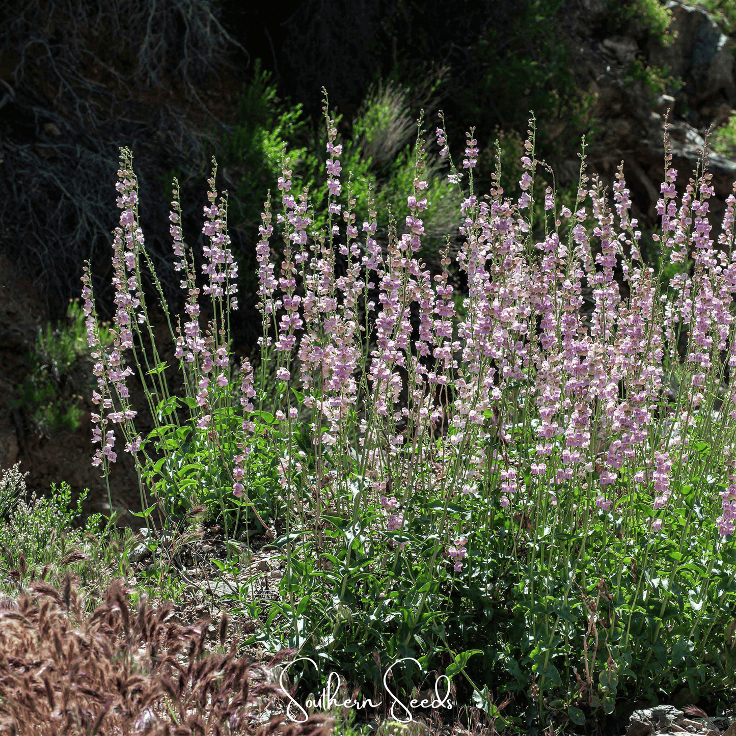 Palmer Penstemon – 100 Seeds