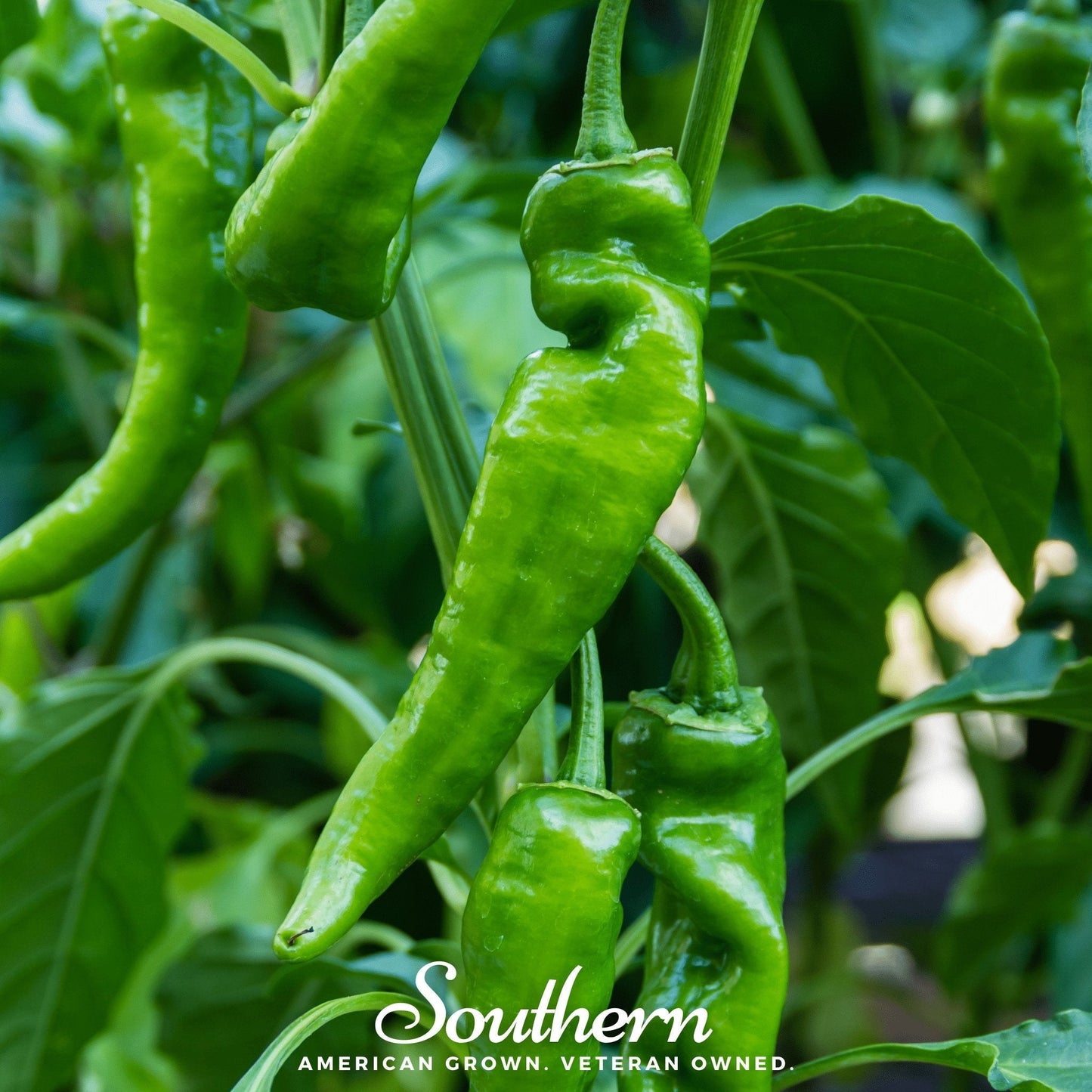 Anaheim Chili Pepper – 25 Seeds