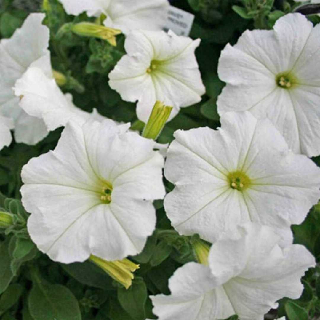 White Petunia Grandiflora Seeds – Heirloom, Non-GMO Flower Seeds for Garden Planting