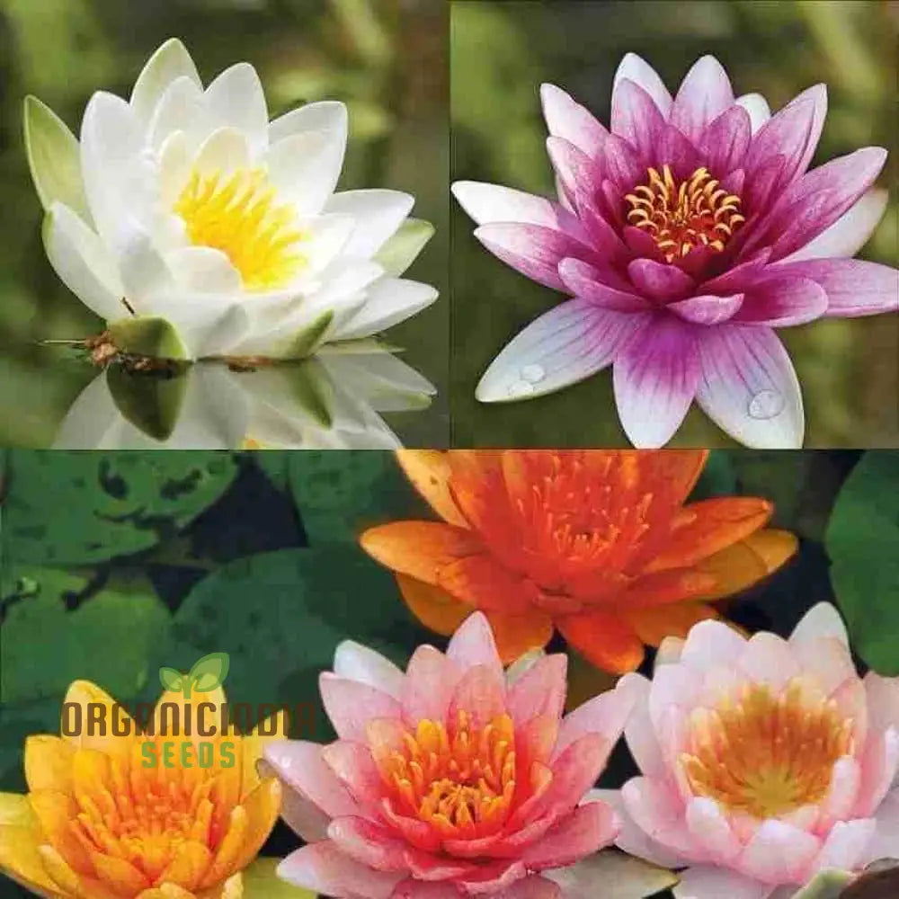 Premium Mix Colour Lotus Flower Seeds for Vibrant Gardening Perfect for Home and Outdoor Gardens
