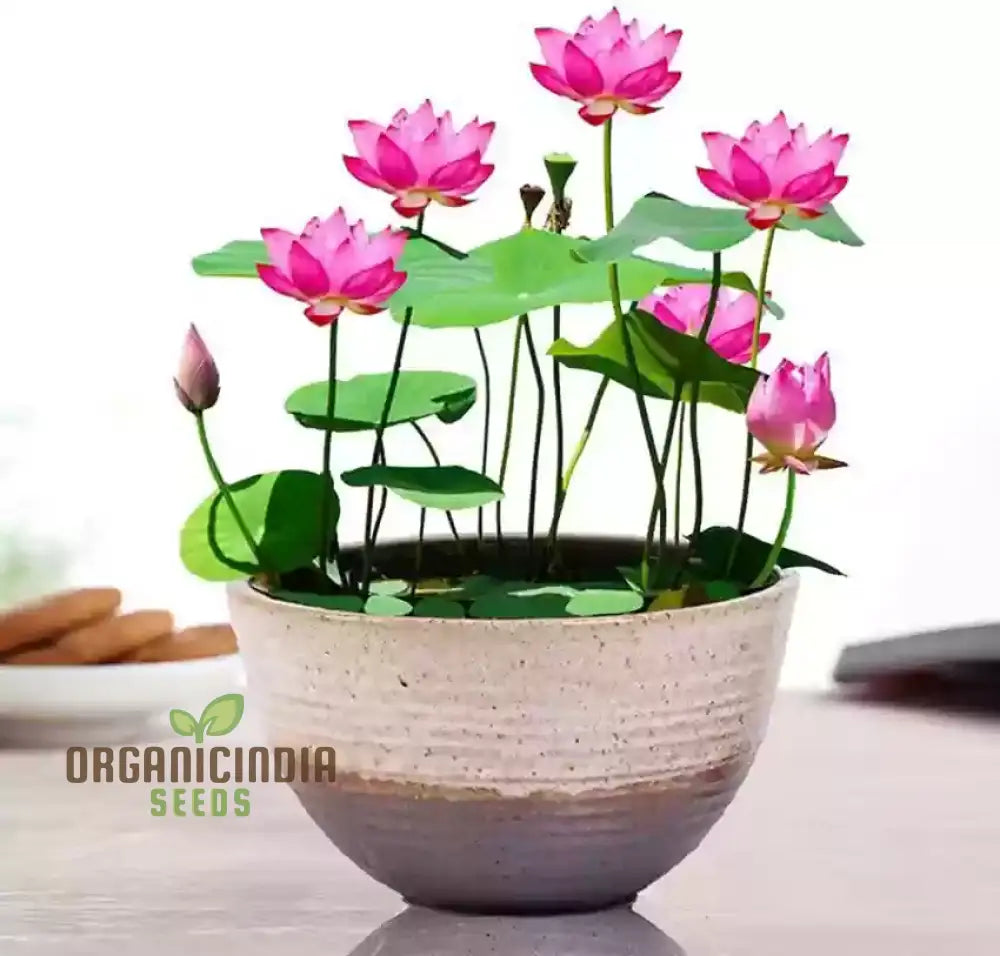 Premium Mix Colour Lotus Flower Seeds for Vibrant Gardening Perfect for Home and Outdoor Gardens