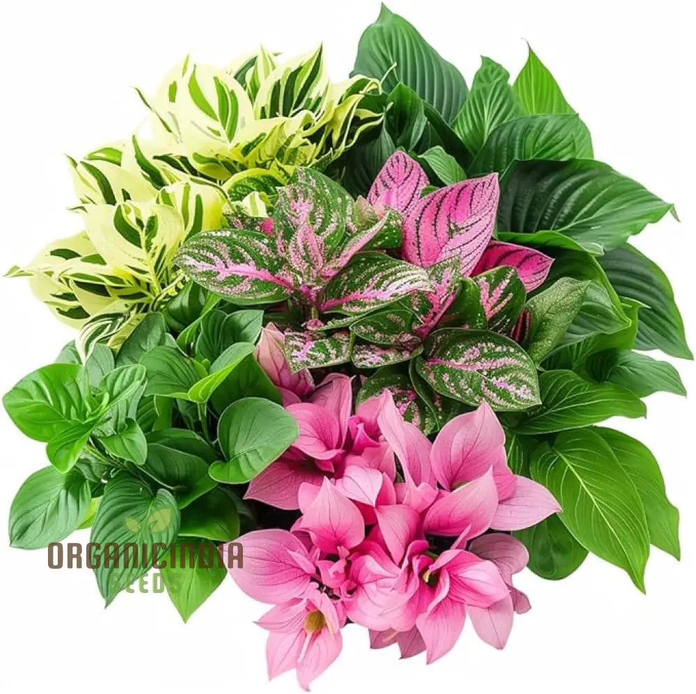 Premium Quality Hosta Mix Plant Seeds, Easy-to-Grow Varieties, Featuring, Green, and Variegated Hostas