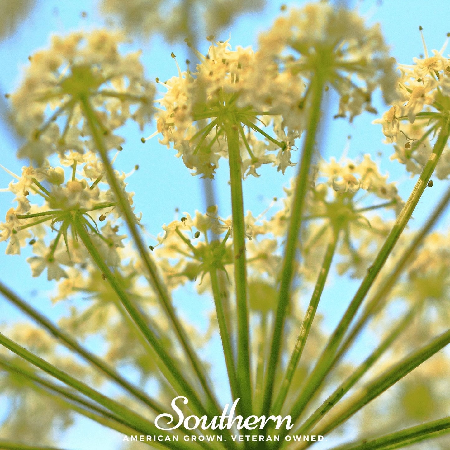Queen Anne’s Lace – 100 Seeds