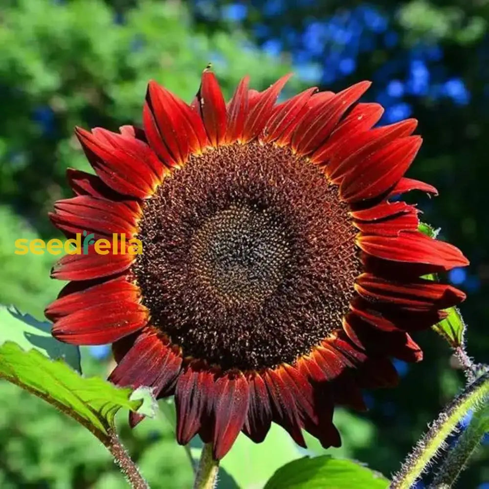 Red Mini Sunflower Seeds for Garden Planting - Brighten Your Garden with Vibrant Blooms