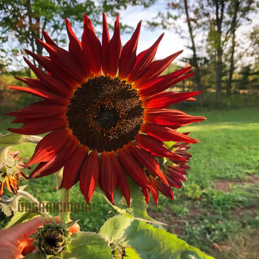 Red Velvet Queen Sunflower Seeds - Majestic Blooms for Bold and Brilliant Garden Displays