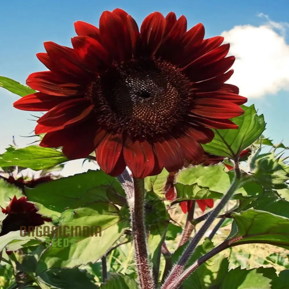 Red Velvet Queen Sunflower Seeds - Majestic Blooms for Bold and Brilliant Garden Displays