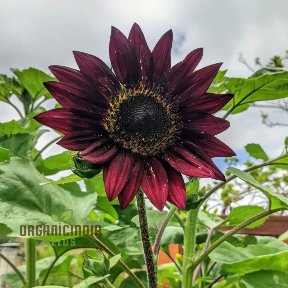 Red Velvet Queen Sunflower Seeds - Majestic Blooms for Bold and Brilliant Garden Displays