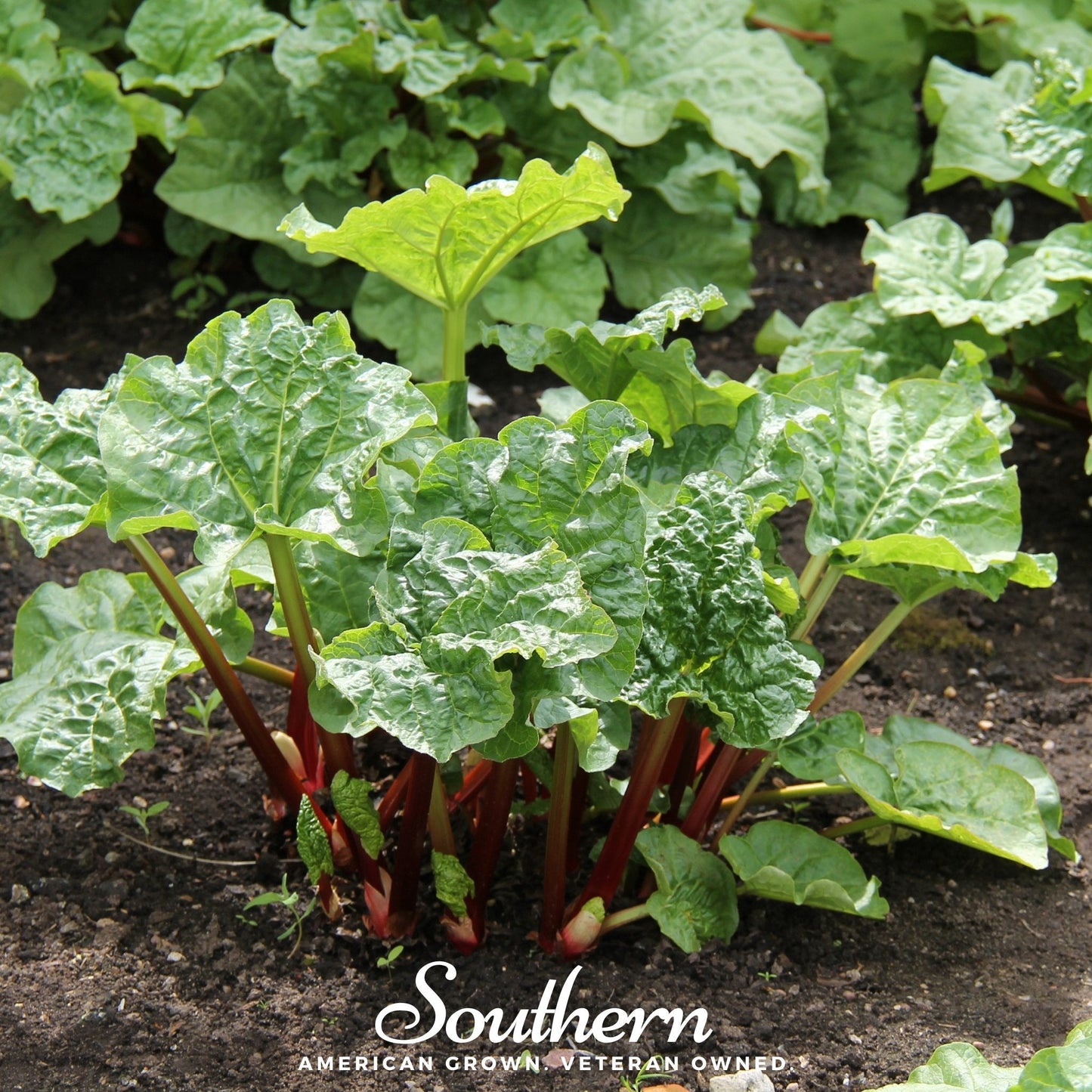 Glaskins Perpetual Rhubarb – 50 Seeds