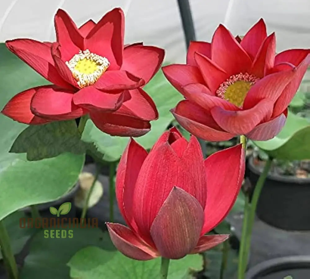 Red Rose Lotus Flower Seeds for planting Stunning Garden Blooms
