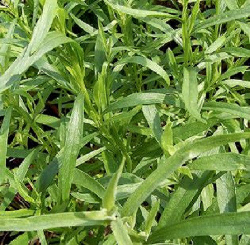 Russian Tarragon Herb Seeds for Planting – Heirloom & Non-GMO Seeds for Culinary and Medicinal Herb Gardens