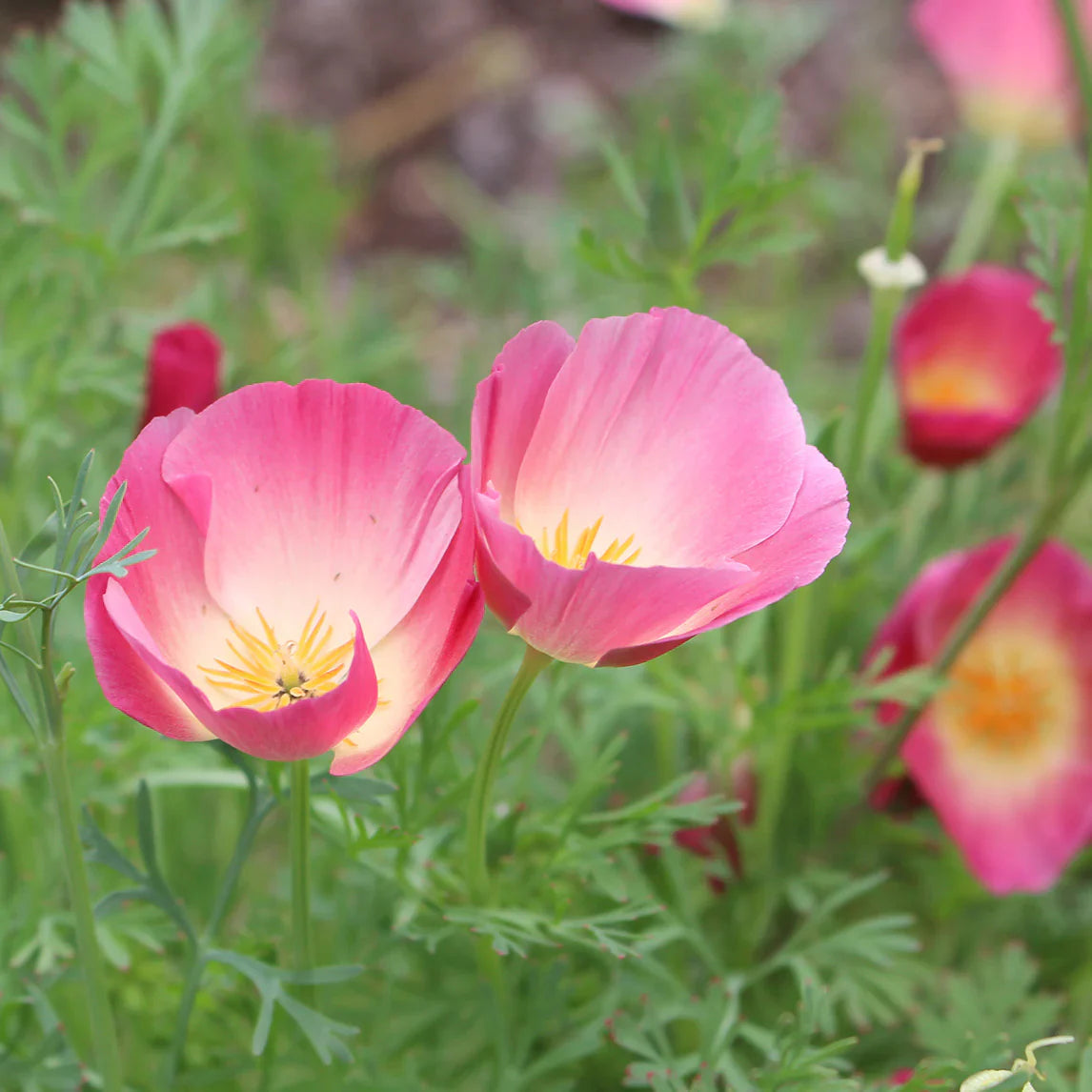 Purple Gleam California Poppy Flower Seeds for Planting – Heirloom & Non-GMO Wildflower Garden Seeds