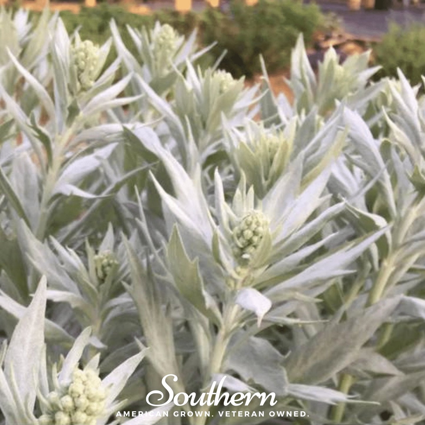 Prairie Sage – 100 Seeds