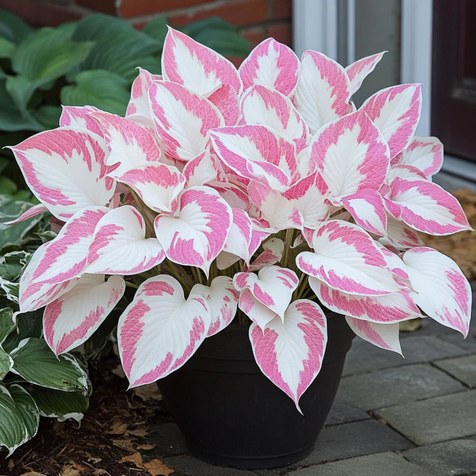 Rare Mix Hosta Plant Seeds, Pink and White Elegant Shade Garden Blooms