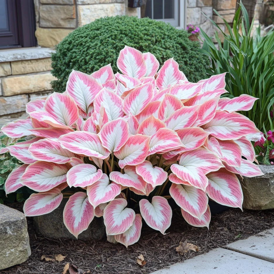 Rare Mix Hosta Plant Seeds, Pink and White Elegant Shade Garden Blooms
