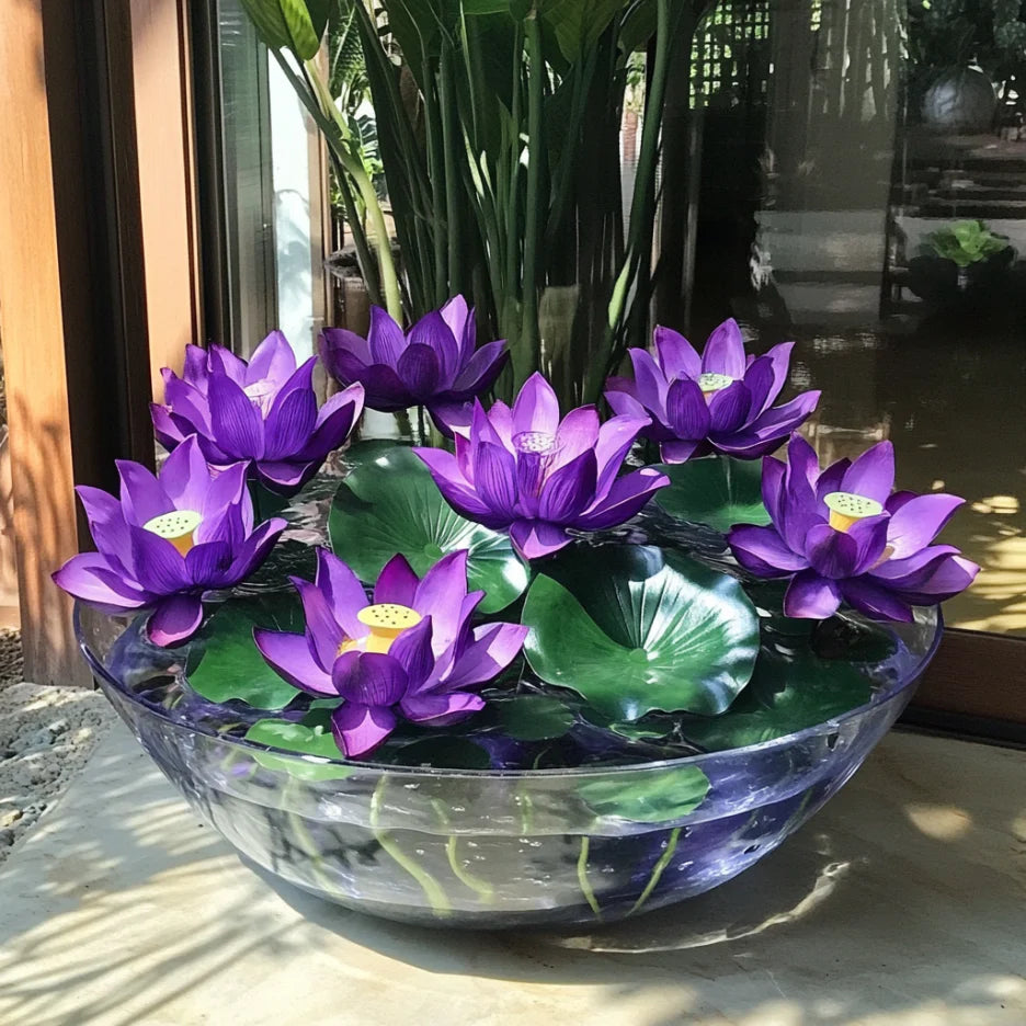 Premium Purple Lotus Flower Seeds, Grow Stunning Aquatic Blooms