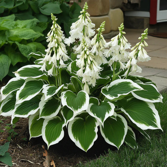 Rare Variegated White Hosta Seeds, Green Leaves with Elegant White Edges
