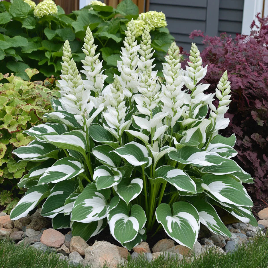Rare Variegated White Hosta Seeds, Green Leaves with Elegant White Edges