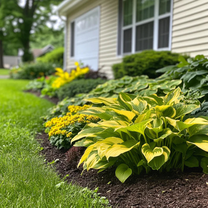 Rare Yellow Variegated Hosta Seeds, Green Leaves with Gold and Creamy Yellow Edges