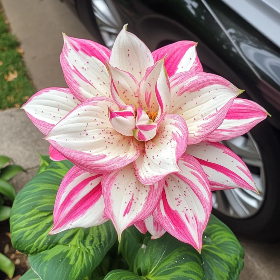 Rare Mix Hosta Plant Seeds, Pink and White Elegant Shade Garden Blooms