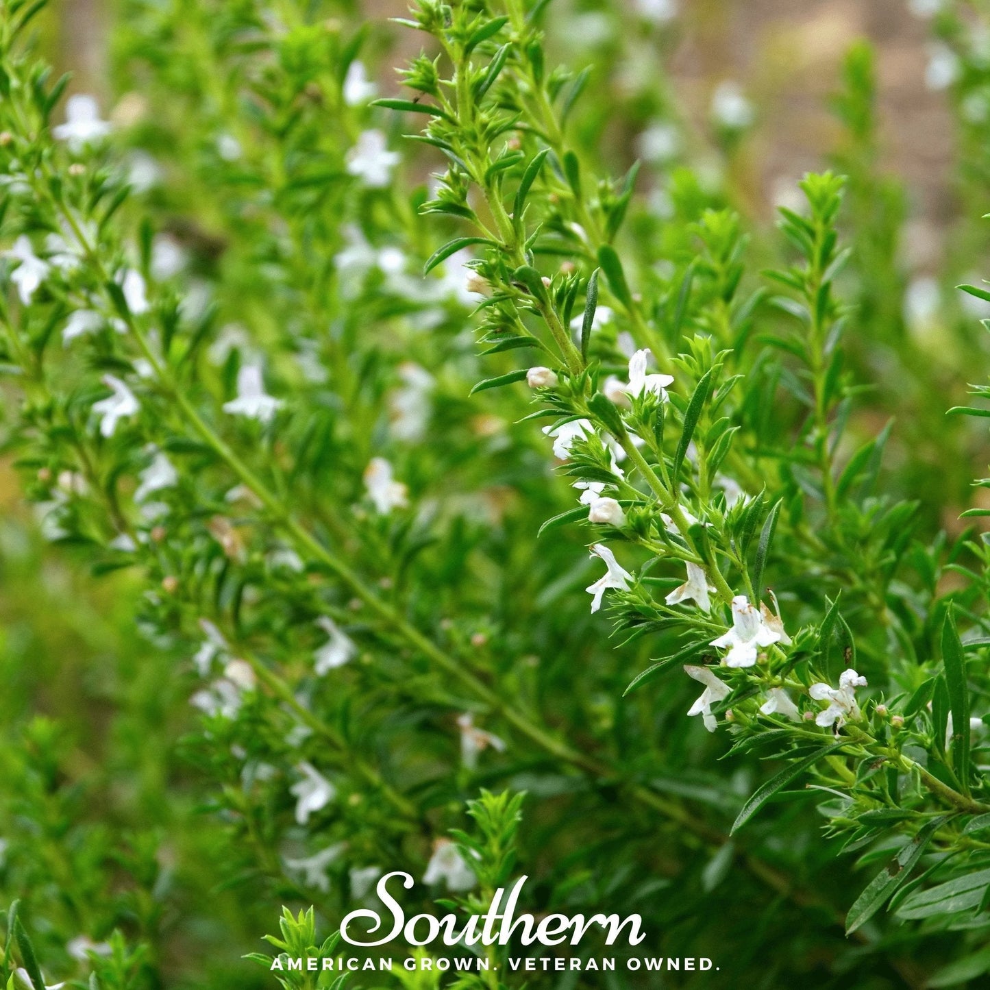 Winter Savory – 100 Seeds