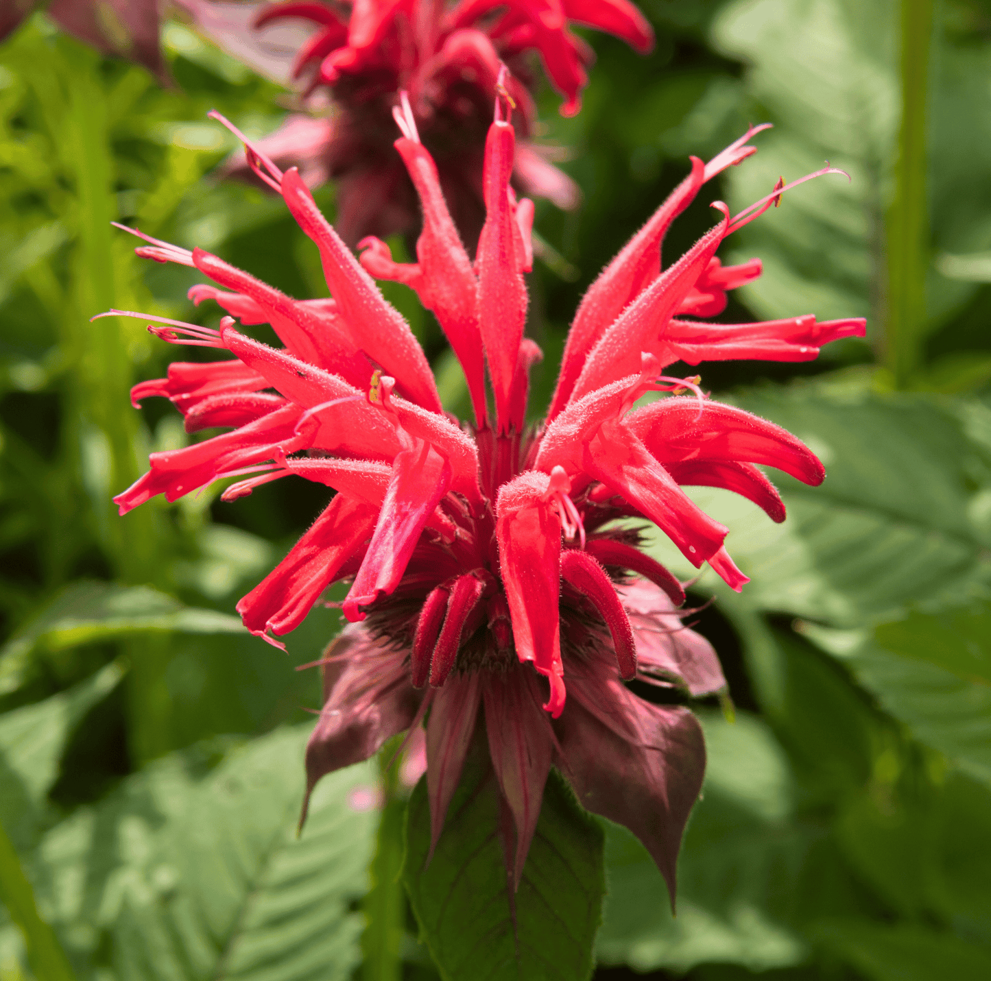 Scarlet Bee Balm – 20 Seeds